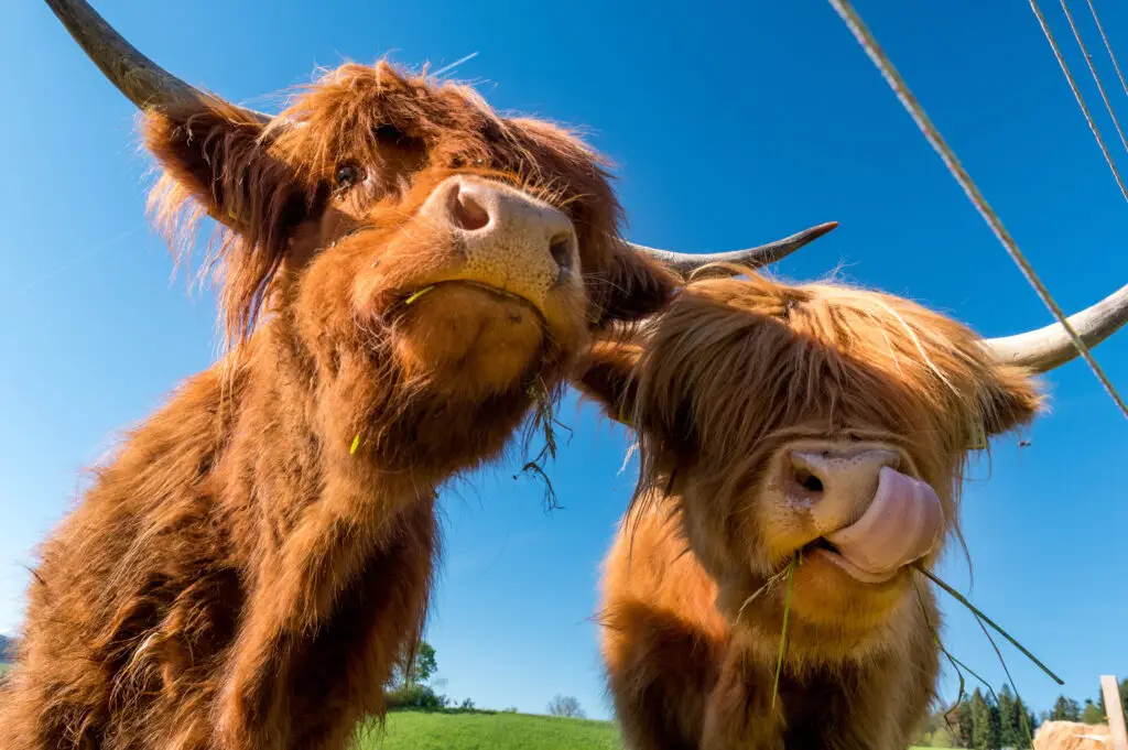 Close-up of two Scottish Highland cattle grazing on a lush green meadow under a clear blue sky in Switzerland, showcasing their distinctive long, hairy coats and large horns.